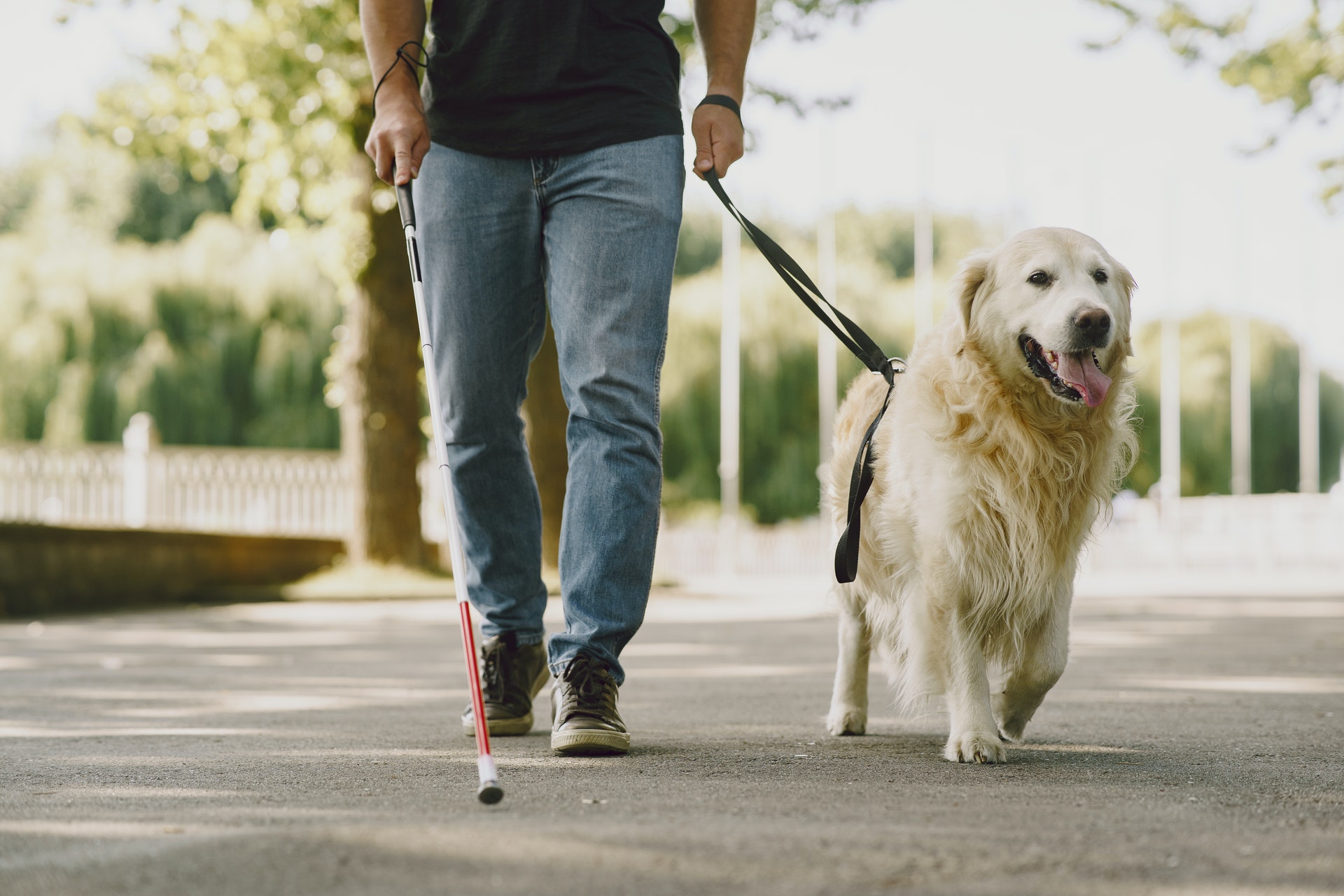 Extra Assistance - Guide Dogs - The Stay Club